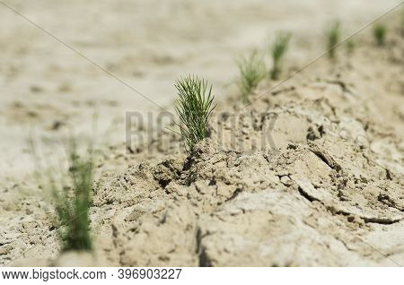 Reclamation Of An Oil Production Site. Planting Pine Seedlings.