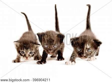 Three kittens are playing. 3 Cats go to meet, meet a person. Pets on the hunt, looks  with their tails raised.