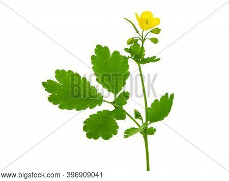 Yellow Flowers Of Greater Celandine, Chelidonium Majus