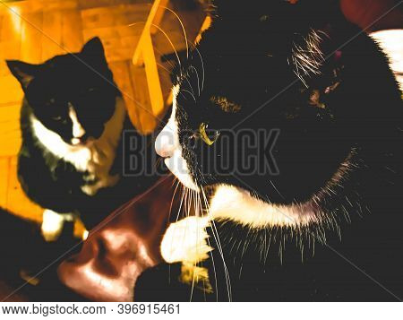 11/28/2020: A Close Up Shot Of A Female Cat Looking Straight As The Other Cat Is Looking Up At Her. 