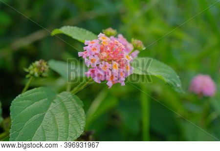 Lantana Calippo Orange - Close Up Detail Of Lantana Flowers, Lantana Flowers Bloom In The Garden