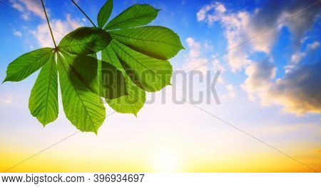 Spring leaves of chestnut tree (Aesculus hippocastanum) with sunset sky at the background.