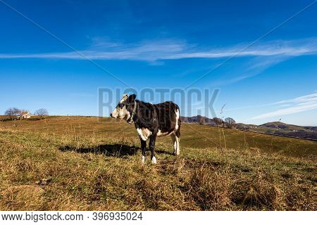 Dairy Cow With Cowbell On A Meadow In Autumn On Lessinia Plateau (altopiano Della Lessinia), Alps, V