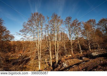 Beech Forest In Autumn On The Lessinia Plateau (altopiano Della Lessinia), Regional Natural Park, Ve