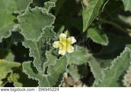 Squirting Cucumber - Latin Name - Ecballium Elaterium