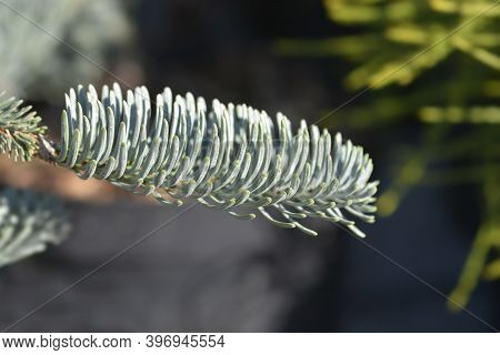 Blue Noble Fir - Latin Name - Abies Procera Glauca