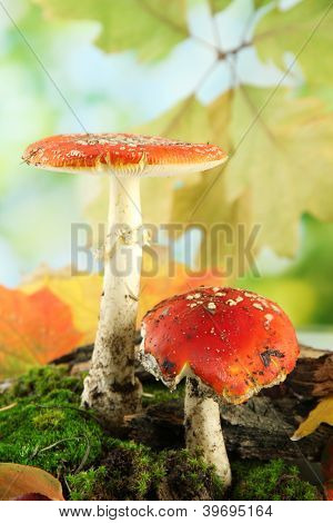 červené amanitas s mechem, na zeleném pozadí