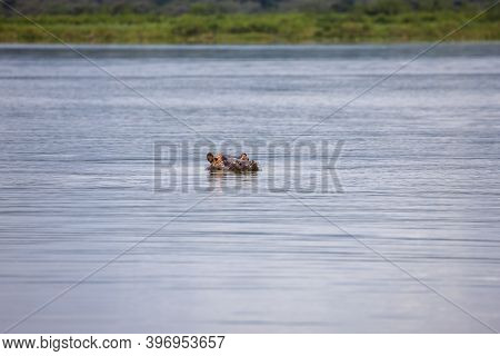 Hippo Swimming In Lake Haro Akagera National Park