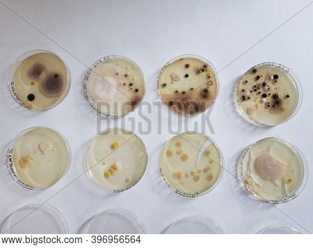 A Group Of Eight Petri Dishes With Growing Cultures Of Microorganisms, Fungi And Microbes. A Petri D