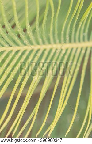 Palm Leaf Close Up, Nature Summer Backgrond.