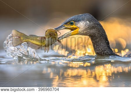 Great Cormorant (phalacrocorax Carbo) Eating Black Bullhead (ameiurus Melas) Caught In Lake Csaj, Ki