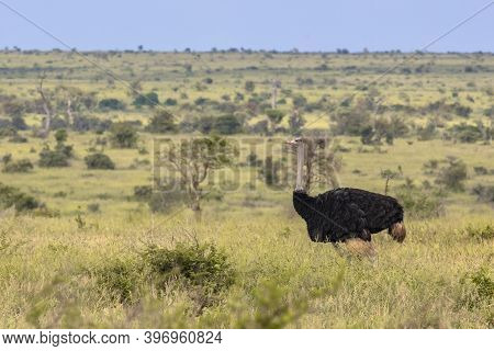 South African Ostrich (struthio Camelus Australis) Male On Green Savanna In Satara Bushveld Savanna 