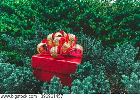 A Red Gift Box With Golden Ribbon Put On Green Leaves Of Small Pine Tree For Celebrate, Surprise Chr