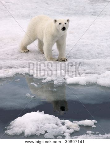 Polar bear in natural environment