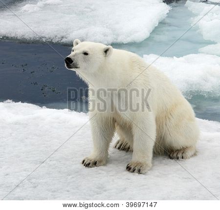 Polar bear in natural environment