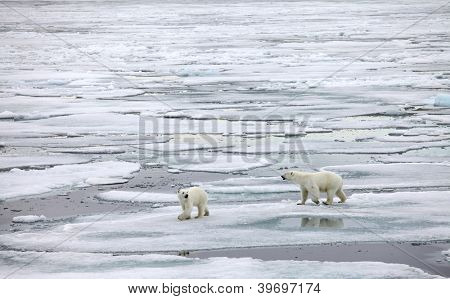 Polar bear family in natural environment