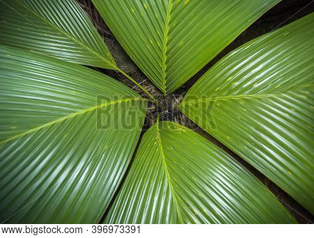 Close-up Of A Young Palm Tree In Its Natural Habitat. Large Green Leaves Cover The Entire Area Of Th