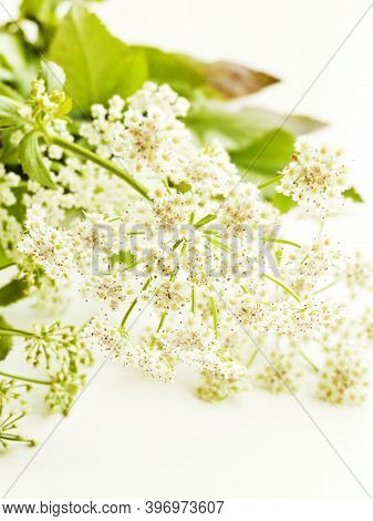 Oenanthe Crocata On White Wooden Background. Shallow Dof.