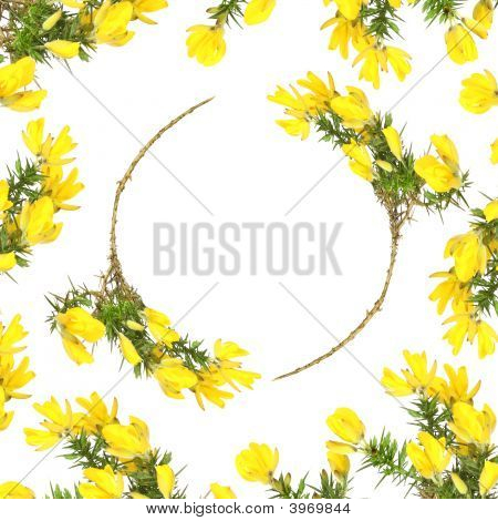 Gorse Flower Beauty