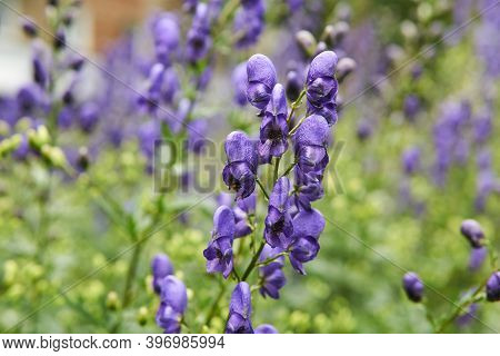 Purple Inflorescences Of Aconite On A Blurred Background