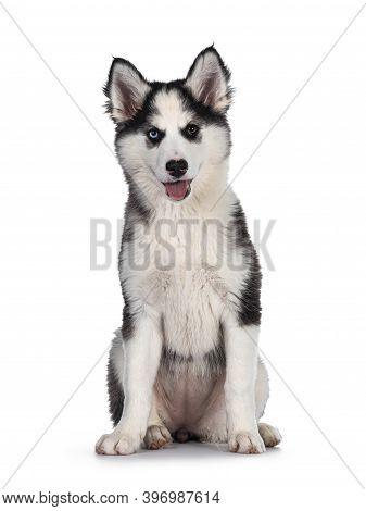 Adorable Yakutian Laika Dog Pup, Odd Eyed And Cute Black Masked. Sitting Up Facing Front. Looking To