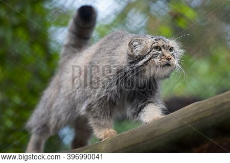 Pallas's Cat (otocolobus Manul). Manul Is Living In The Grasslands And Montane Steppes Of Central As