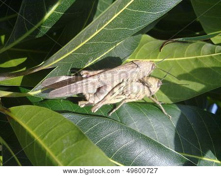 Grasshopers Love