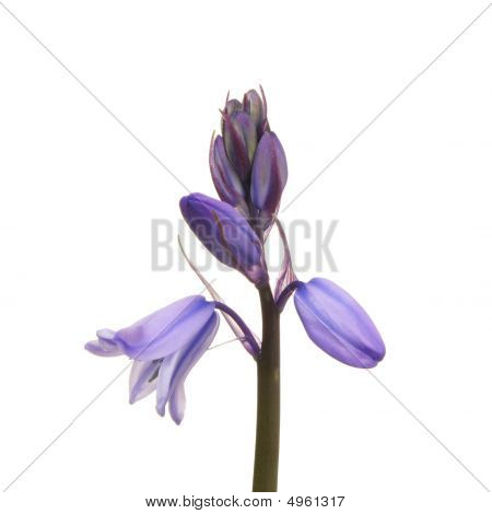 Bluebell Closeup