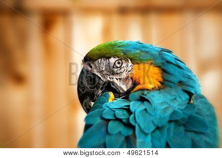 Beautiful Blue and Gold Macaw - Parrot Portrait