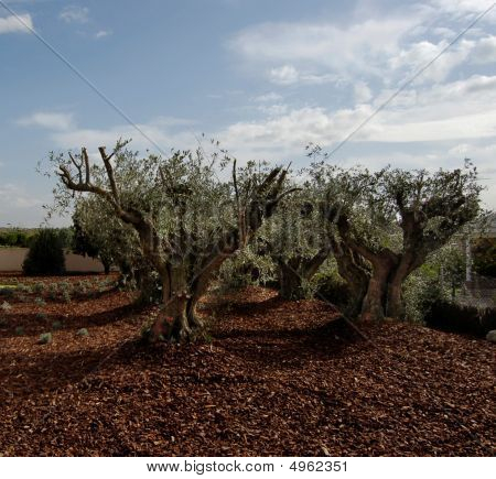 Olivenbaum