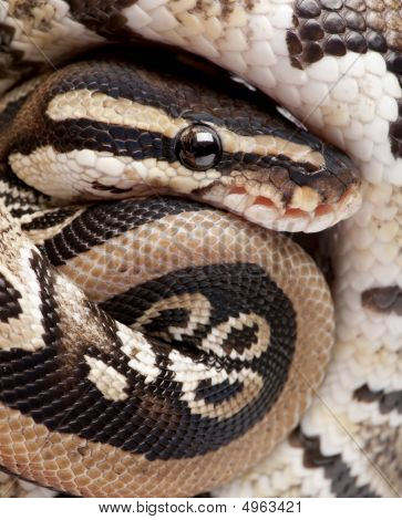 Close Up su un giovane Python Regius (10 mesi vecchio)