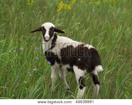 Young lamb in the grass