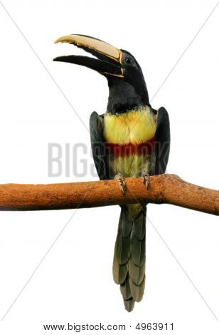 Aracari2