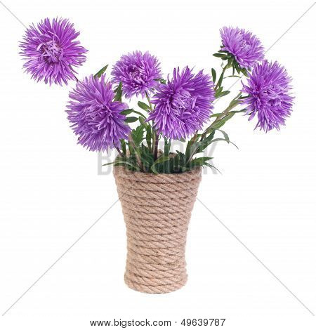 The beautiful blue aster flowers in a vase isolated