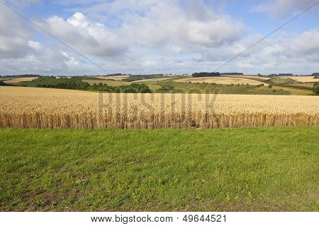 Wheat Field Edge