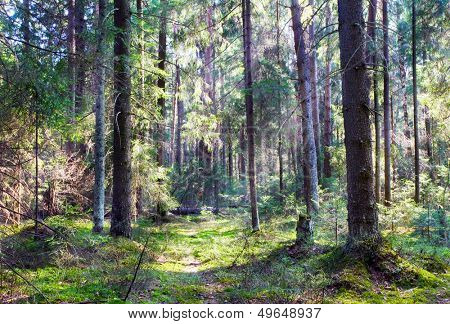 Summer forest in sunny weather 