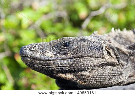 Closeup portrait of a gray iguana 