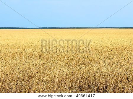 Wheat Field