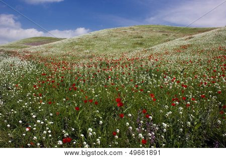 Spring seasonal