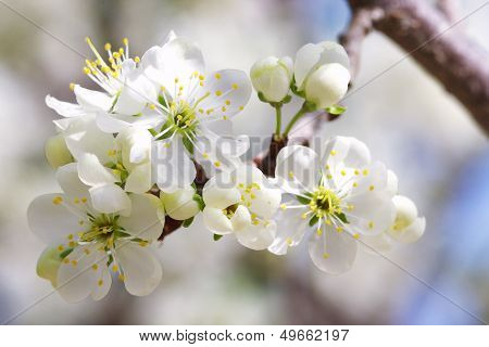 Spring flowers