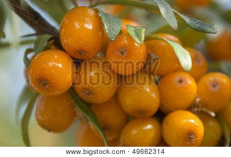 Seabuckthorn_3