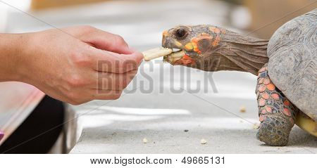 Cherry Head Red Foot Tortoise