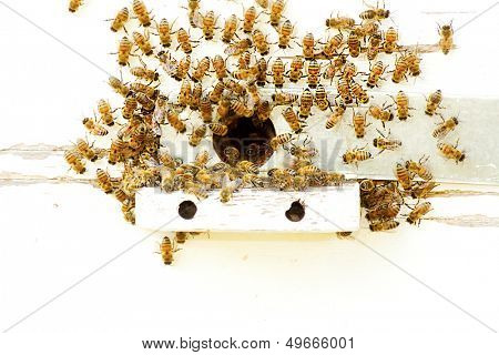 Bees at a beehive