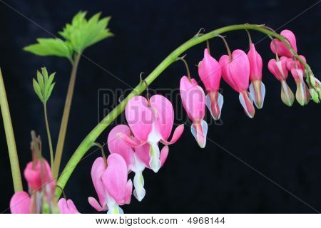 Dicentra