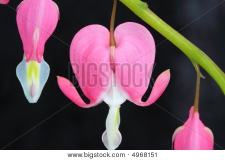 Dicentra