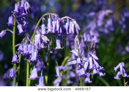 Bluebell