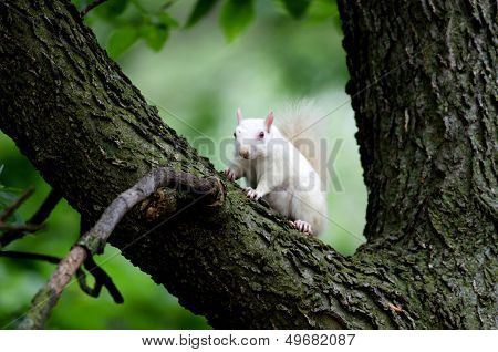 White Squirrel