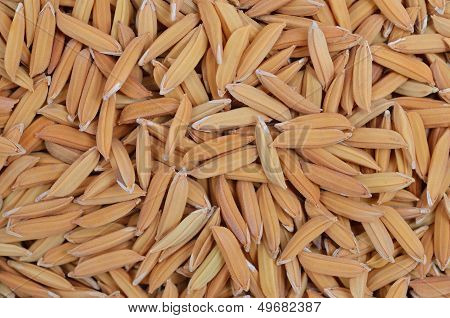 Paddy jasmine