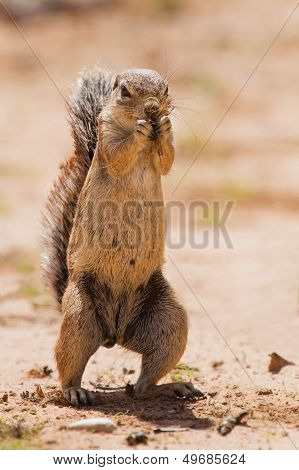 Ground Squirrel Eating Grass Roots In The Hot Kalahari