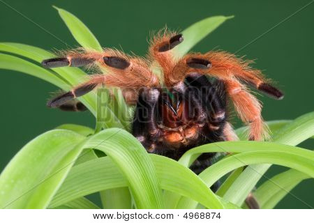 Tarantula på anläggningen